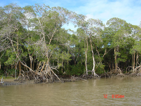 Manguezal do rio Alcobaça - Costa das Baleias - Bahia - Brasil