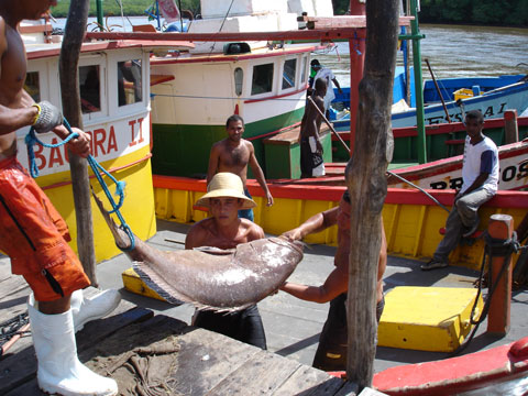 Barcas e pescadores - Alcobaça