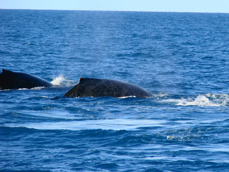 Baleias Jubarte já estão chegando em Abrolhos BA