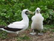 Abrolhos fotos - Aves marinhas