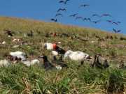 Abrolhos fotos - Aves marinhas