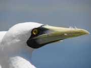 Abrolhos fotos - Aves marinhas