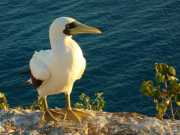 Abrolhos fotos - Aves marinhas