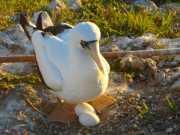 Abrolhos fotos - Aves marinhas