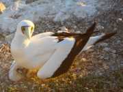 Abrolhos fotos - Aves marinhas