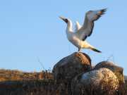 Abrolhos fotos - Aves marinhas