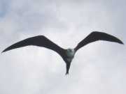 Abrolhos fotos - Aves marinhas