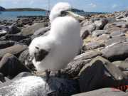 Abrolhos fotos - Aves marinhas