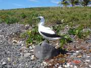 Abrolhos fotos - Aves marinhas