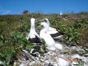 Abrolhos fotos - Aves marinhas