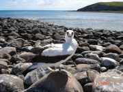 Abrolhos fotos - Aves marinhas