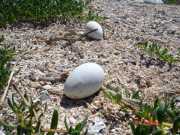 Abrolhos fotos - Aves marinhas