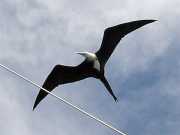 Abrolhos fotos - Aves marinhas