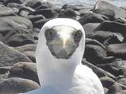 Abrolhos fotos - Aves marinhas