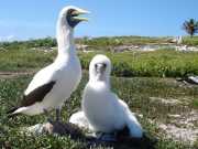 Abrolhos fotos - Aves marinhas