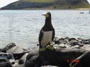 Abrolhos fotos - Aves marinhas