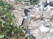 Abrolhos fotos - Aves marinhas