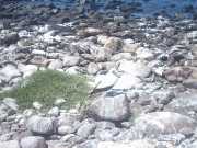 Abrolhos fotos - Aves marinhas