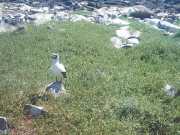 Abrolhos fotos - Aves marinhas