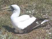 Abrolhos fotos - Aves marinhas