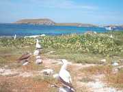 Abrolhos fotos - Aves marinhas