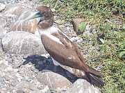 Abrolhos fotos - Aves marinhas