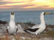 Abrolhos fotos - Aves marinhas