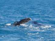 Abrolhos fotos - Baleias Jubarte