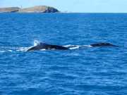 Abrolhos fotos - Baleias Jubarte