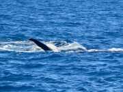 Abrolhos fotos - Baleias Jubarte