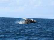 Abrolhos fotos - Baleias Jubarte