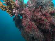 Abrolhos fotos - Corais