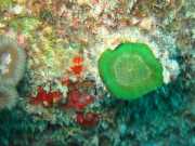 Abrolhos fotos - Corais