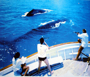 Fotoidentificação | Baleias Jubarte